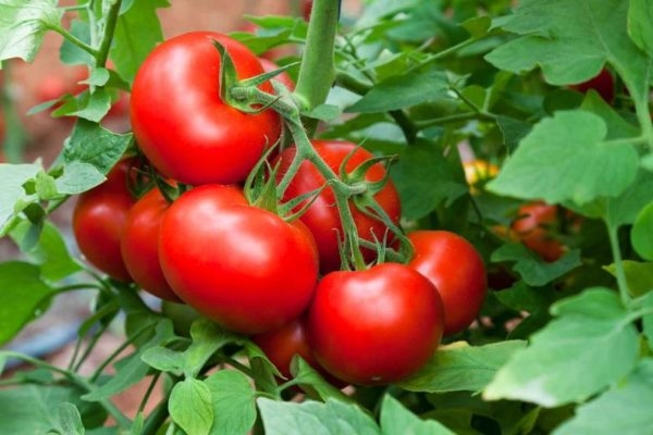 Самые урожайные томаты для теплиц: критерии выбора и достойные кандидаты