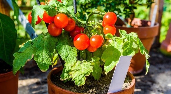 Когда сажать помидоры на рассаду: рассчитываем благоприятные дни в 2022 году