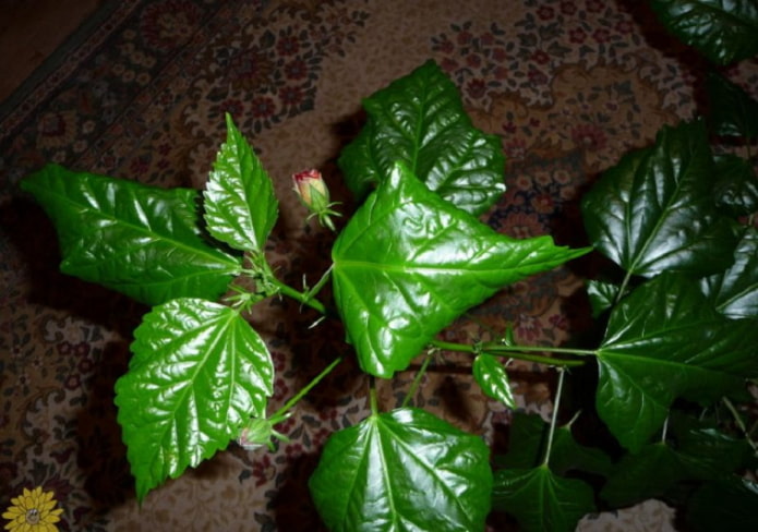 7 проблем комнатных растений, которые сразу видны по листьям
