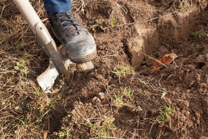 Нужно ли часто перекапывать почву?