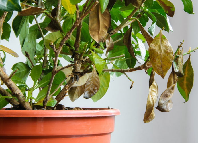 7 проблем комнатных растений, которые сразу видны по листьям