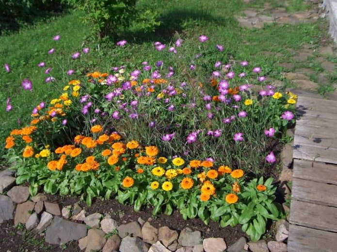 7 лучших цветов для бедного грунта для тех, кому не повезло с плодородной землей