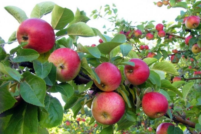 7 лучших карликовых сортов яблонь