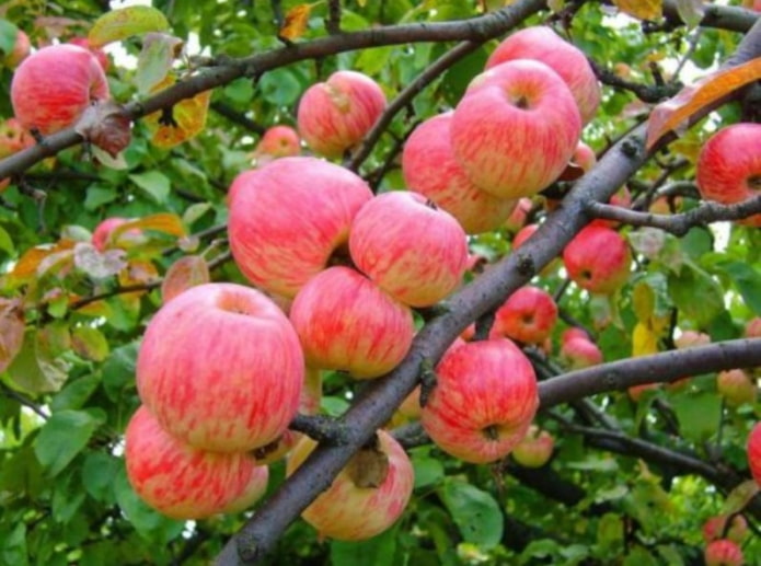 7 лучших карликовых сортов яблонь