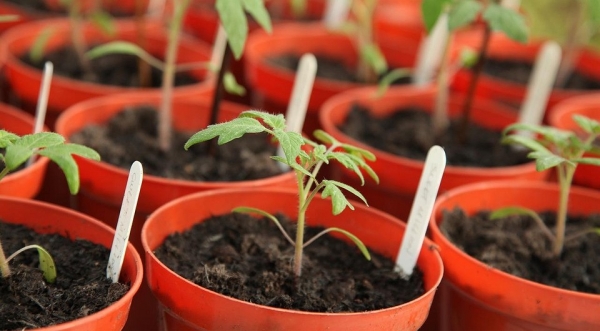 Чем подкормить рассаду помидоров: 12 эффективных покупных и народных средств